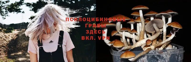 где найти наркотики  Бологое  MEGA   Псилоцибиновые грибы Psilocybine cubensis 